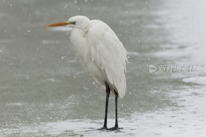 冬天的大白鹭(Ardea alba)